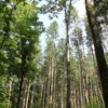 Schmalegger & Rinkenburger Tobel Laub und Nadelwald im Schmalegger und Rinkenburger Tobel