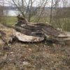 Dendrologie Oberschwabens & Bäume in der Schussen Alter Baumstamm Schussen