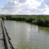 Federsee Naturschutzgebiet und Museum in Bad Buchau Steg über den Federsee in bad buchau