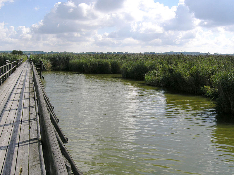 Federsee Naturschutzgebiet und Museum in Bad Buchau