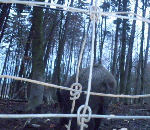 wildschweine hinter gittern (c) www.waldsee-tueren.de