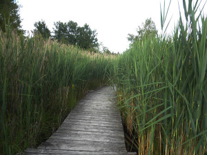 wurzacher ried steg wanderweg