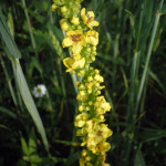 blume aus dem wurzacher ried