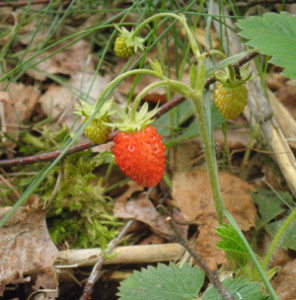 erdbeere im moor wurzacher ried