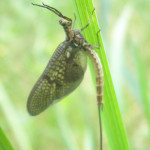 insekt schmetterling beim sonnenbaden