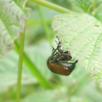 juni käfer bei der paarung