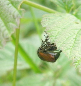 juni käfer bei der paarung