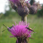 käfer an blumen im wurzacher ried