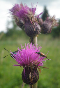 käfer an blumen im wurzacher ried