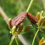 käfer bei der paarung