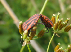 käfer bei der paarung