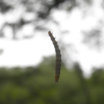 raupe hangelt sich vom baum