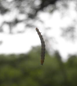 raupe hangelt sich vom baum