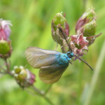 schmetterling am wanderweg wurzacher ried