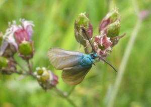 schmetterling am wanderweg wurzacher ried