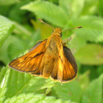 schmetterling im wurzacher ried oberschwaben