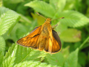 schmetterling im wurzacher ried oberschwaben