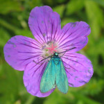 schmetterling in blume