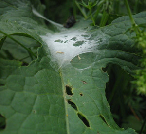 spinnen netz im blatt