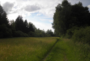 wanderweg durch wurzacher ried oberschwaben