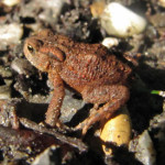 frosch im altdorfer wald