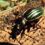 käfer-im-altdorfer-wald