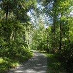 wanderweg im altdorfer wald
