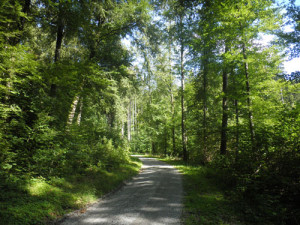 wanderweg im altdorfer wald