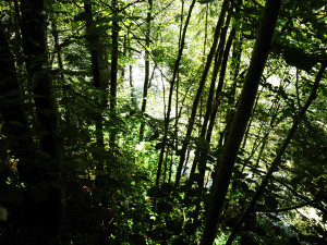 wald um den eistobel isny