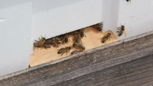 Bienenzucht des Pfrunger-Burgweiler Ried Wilhelmsdorf