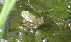 Frosch Pfrunger-Burgweiler Ried Wilhelmsdorf