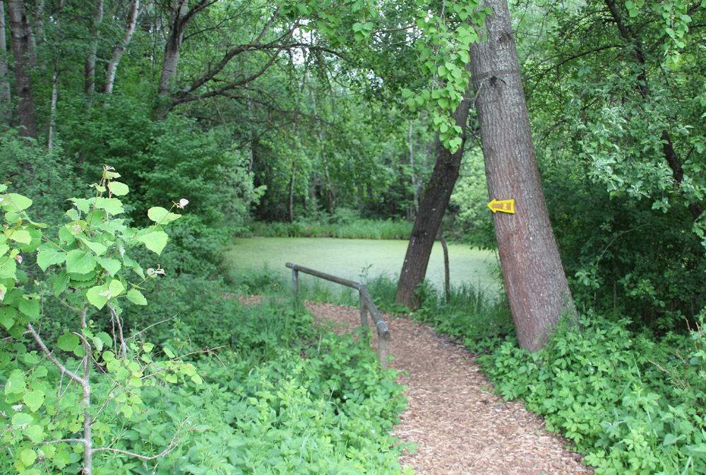 Wilhelmsdorfer Riedlehrpfad in Oberschwaben