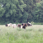 Rinder auf Weide Pfrunger-Burgweiler Ried