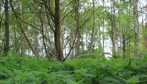 Wald im Pfrunger-Burgweiler Ried Wilhelmsdorf