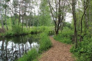 Weg im Pfrunger-Burgweiler Ried Wilhelmsdorf