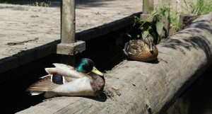 enten auf baumstamm
