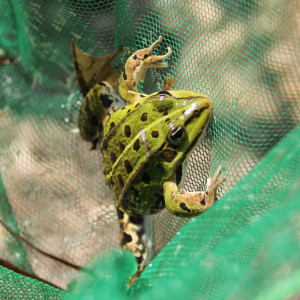 frosch im ried des federsees bad buchau