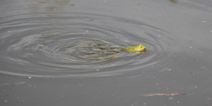 frosch im wasser federsee bad buchau