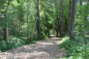 riedpfad wackelwald bad buchau federsee