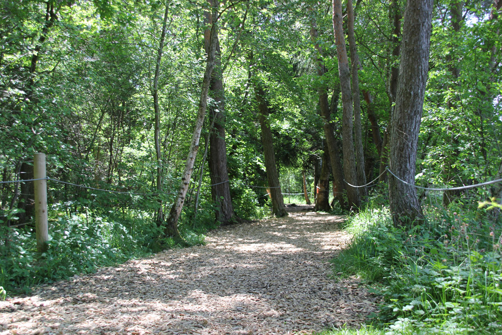 Wackelwald Federsee in Bad Buchau