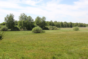 riedwiese ausblick vom wackelwald federsee bad buchau