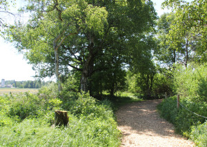 wackelwald bad buchau riedpfad