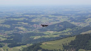 Bergdohle im Flug Hochgrat