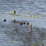 Blaesshueher auf dem Federsee Bad Buchau