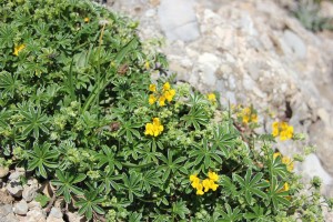 Blumen auf dem Hochgrat