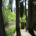 Bäume-im-wackelwald-bad-buchau