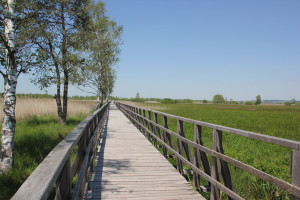 Federseesteg mit Birken