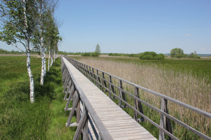 Federseesteg mit Riedbirken