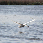 Fliegender Schwan Federsee Bad Buchau