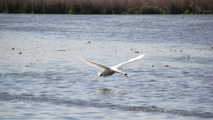 Fliegender Schwan Federsee Bad Buchau